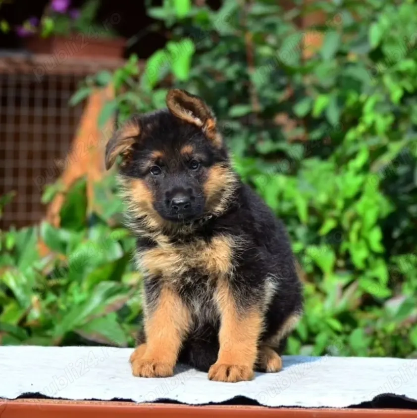 Pui Ciobănesc German-partenerul tau si protectorul casei tale!