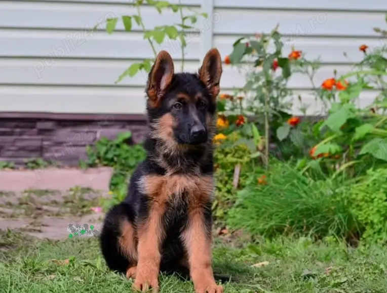 Pui Ciobănesc German Disponibili- Inteligenta, Loialitate și Energie într-un singur Companion!