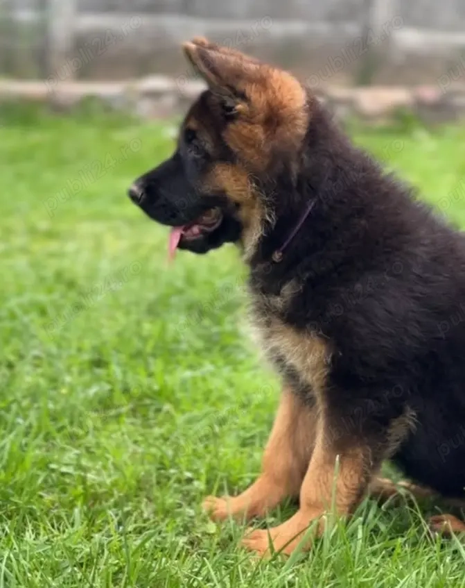 Pui Ciobănesc German- Inteligență și Loialitate!