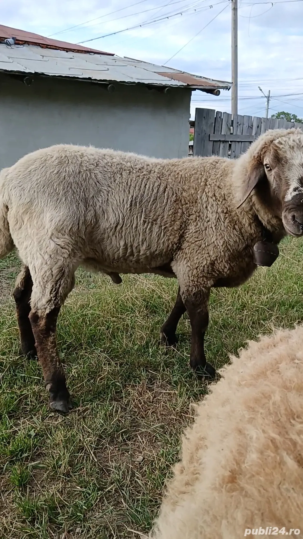 Vând berbec prăsilă