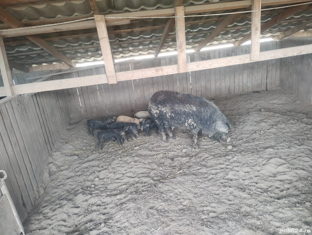 purcei Mangalița  purcei Mangalița