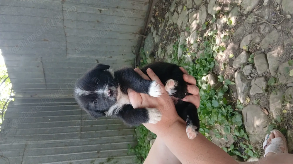 Donez Catelusi Donez Catelusi