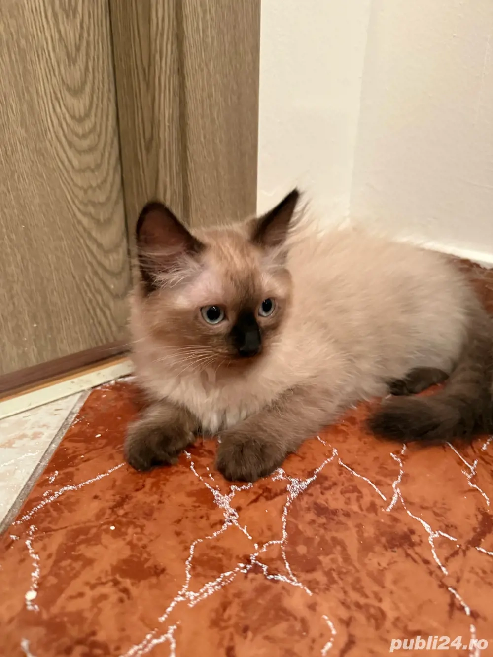 pisici birmaneze fete baieti