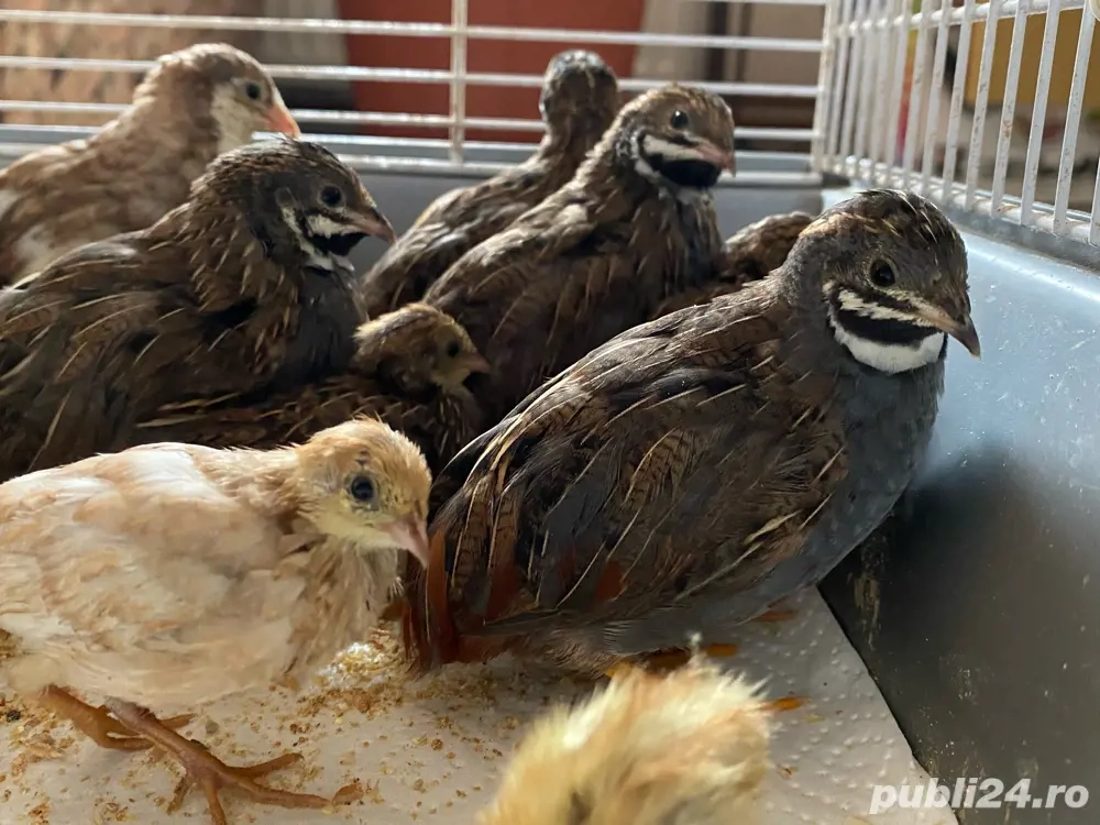 Prepelita pitica chinezeasca