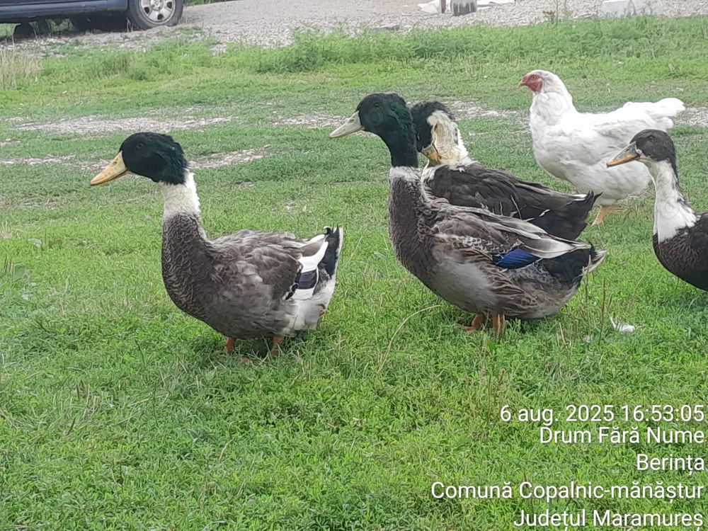 2 Rățoi tineri îs cauta alta casa! 2 Rățoi tineri îs cauta alta casa!