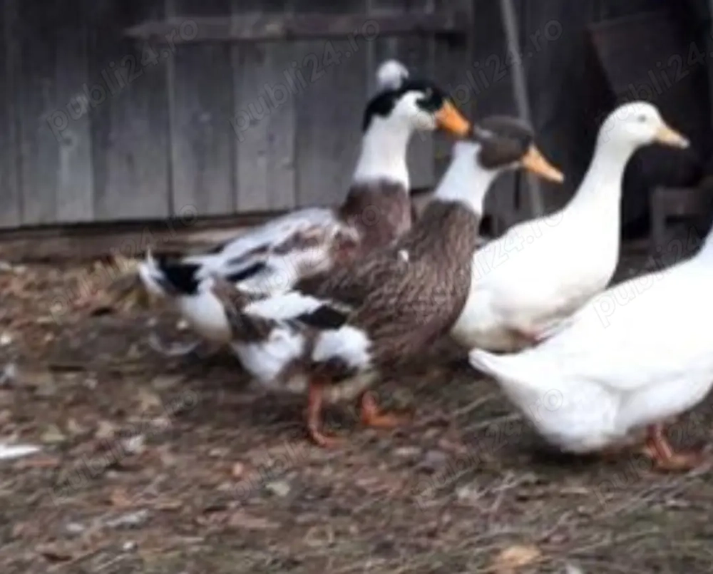 Rate tinere si ouatoare Rate tinere si ouatoare