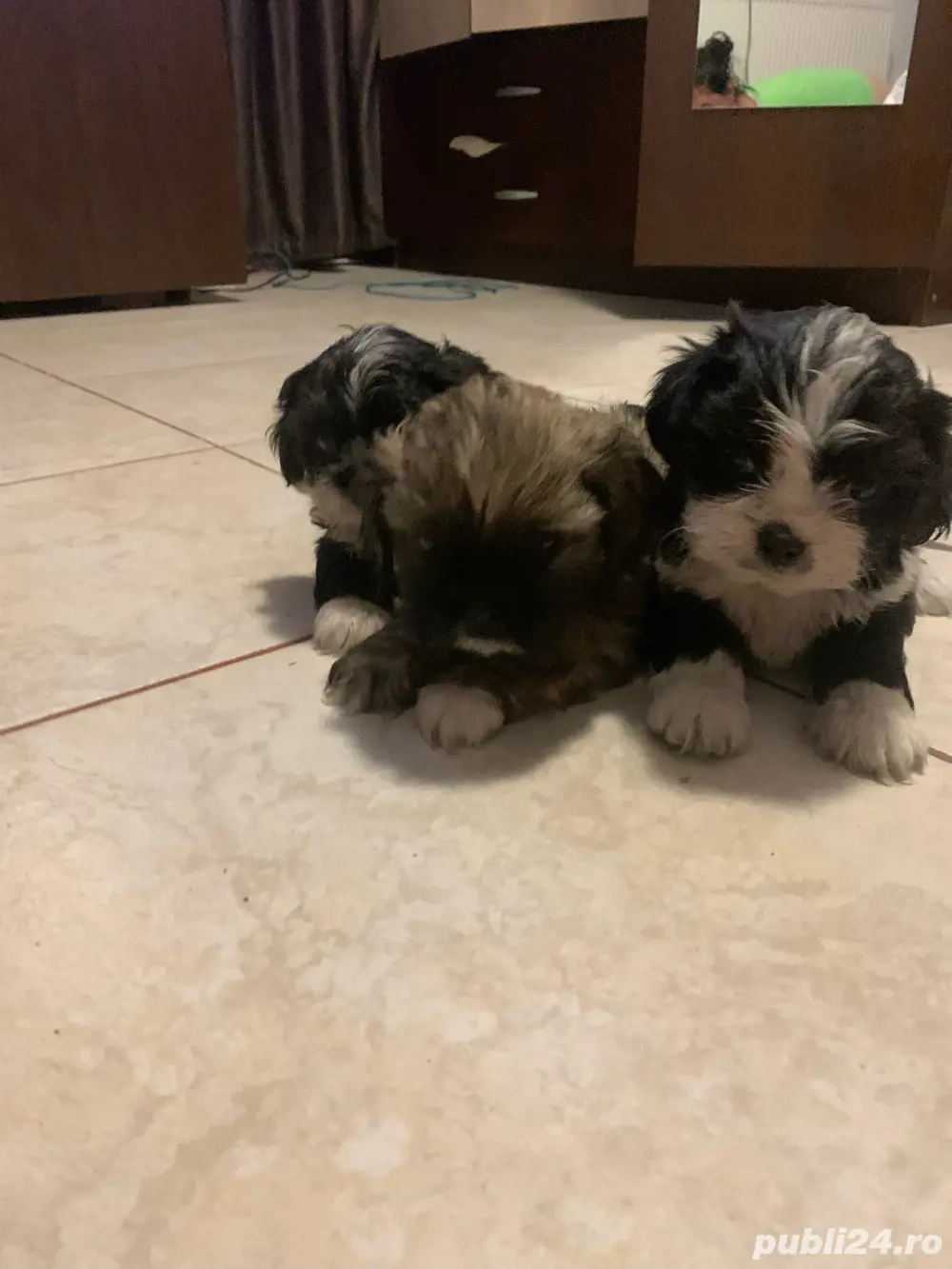 catei shih-tzu de vazare 