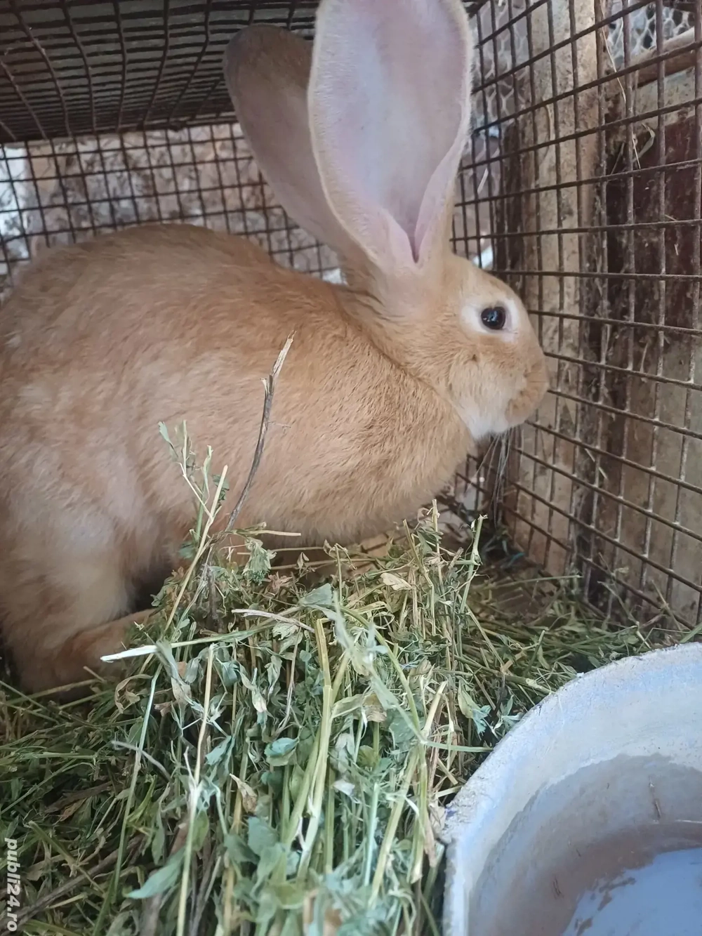 iepuri renut la toti