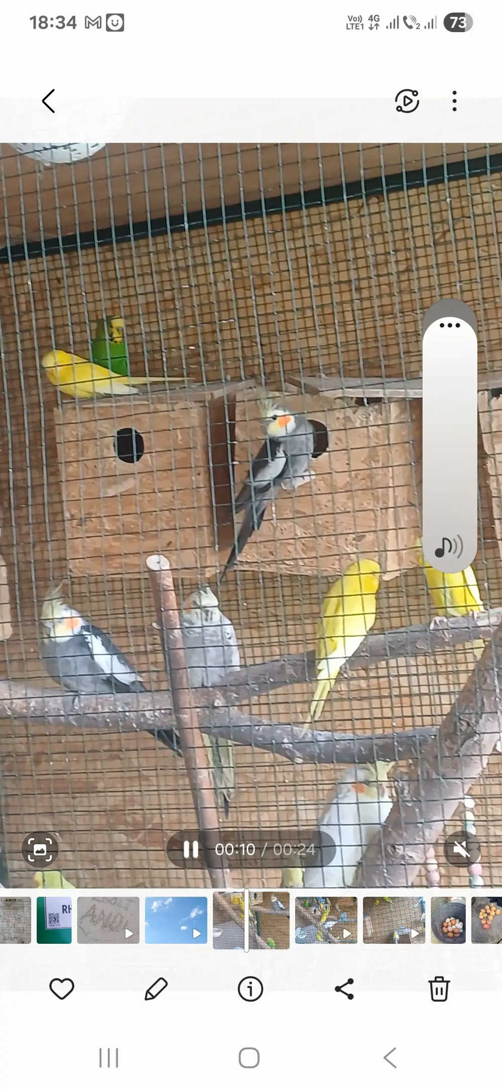 nimfe perusi si canari