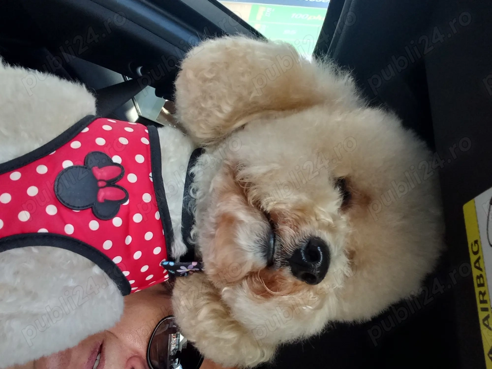 Pudel caut partenera