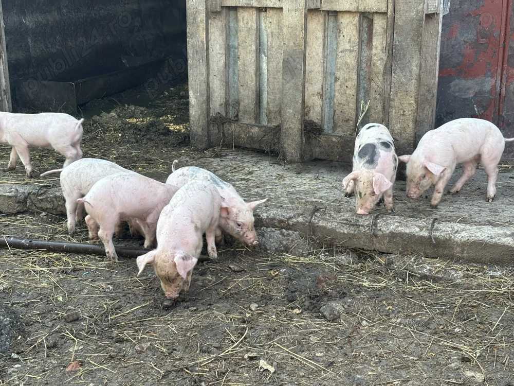 Scroafă cu 10 purcei 4000 lei Scroafă cu 10 purcei 4000 lei