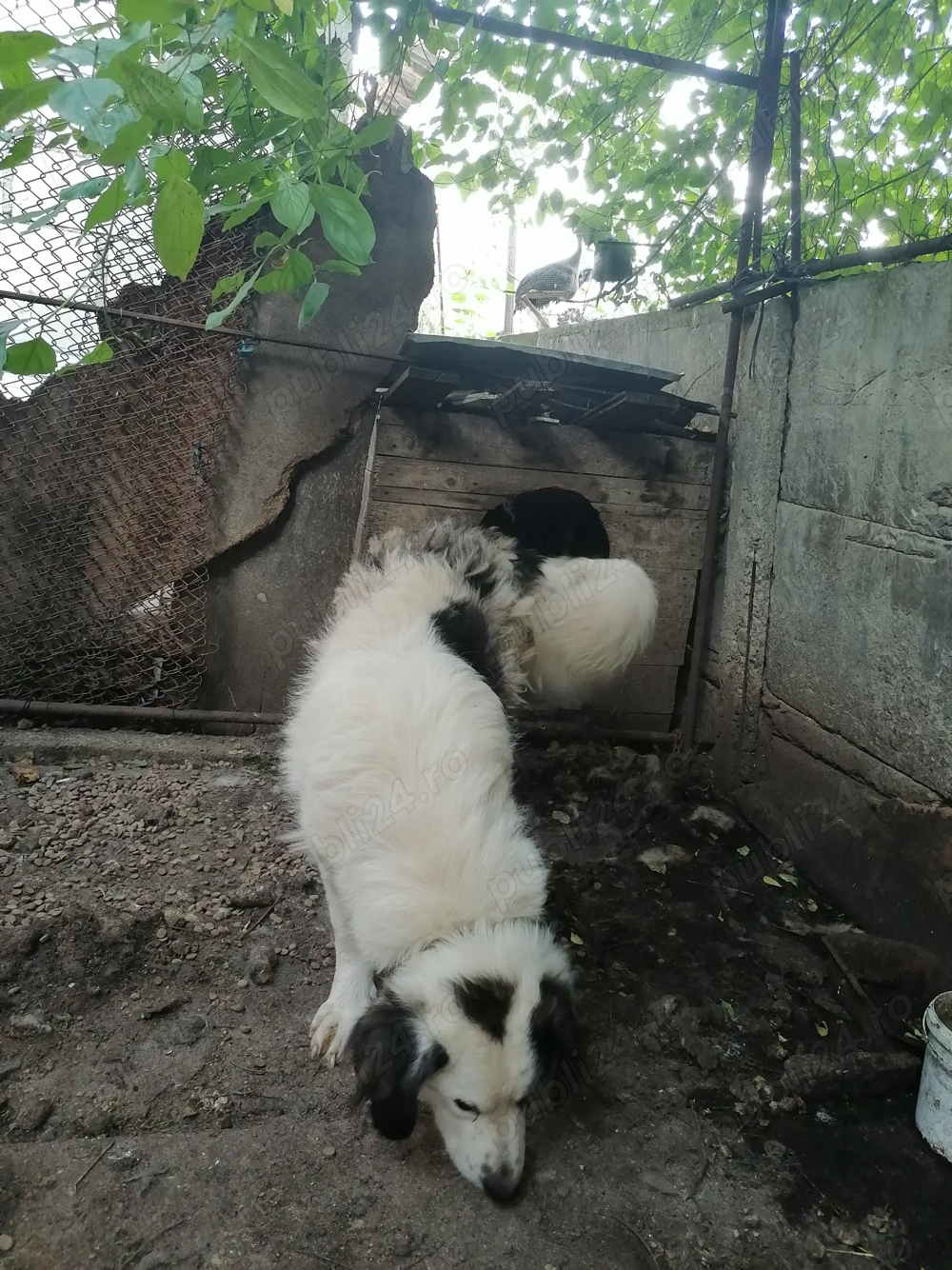 femela si mascul de bucovina