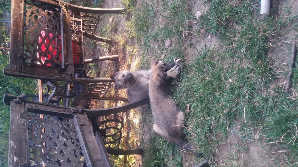 Ofer gratuit caței ciobănesc german