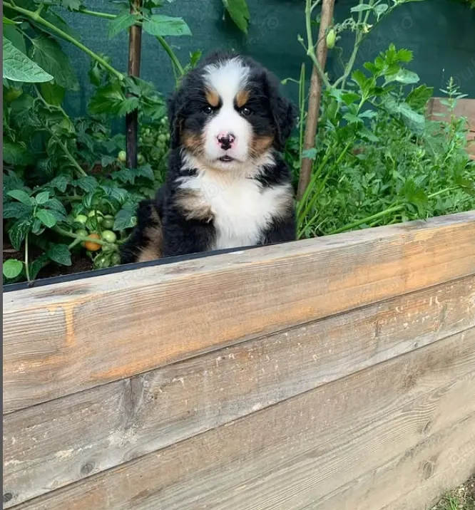 Pui rasă Ciobănesc de Berna ideal pentru familie!