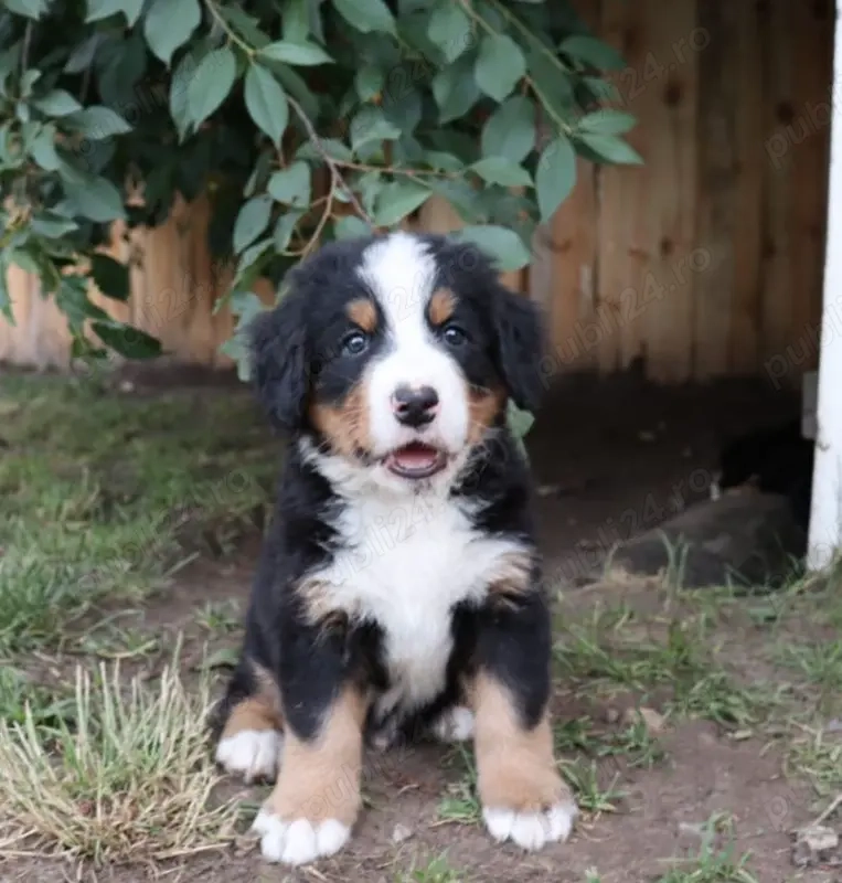 Pui Ciobănesc de Berna de Vânzare - Blândețe și Loialitate la Superlativ!