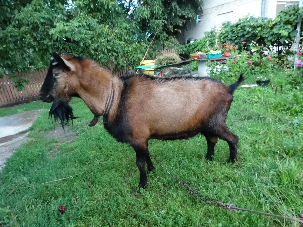 Vand tap rasa alpina franceza pura Vand tap rasa alpina franceza pura