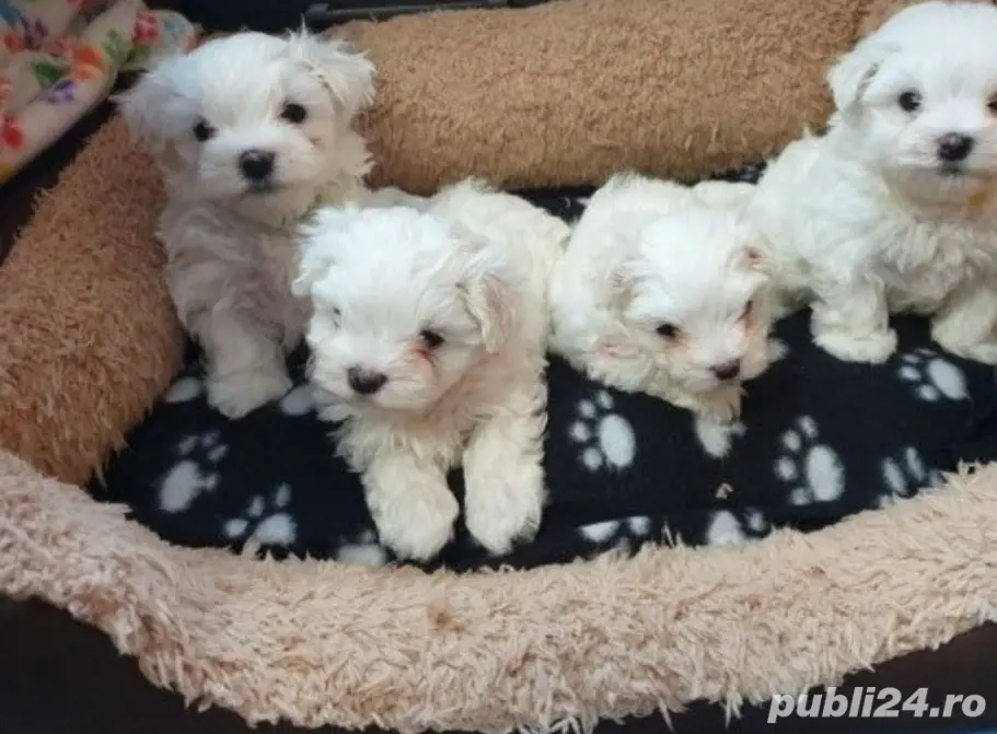 Bichon mini