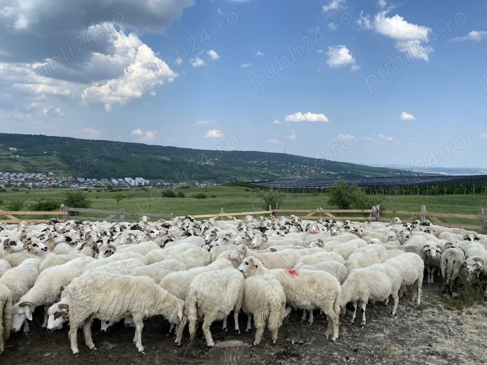 Caut cioban cu experiența la oi