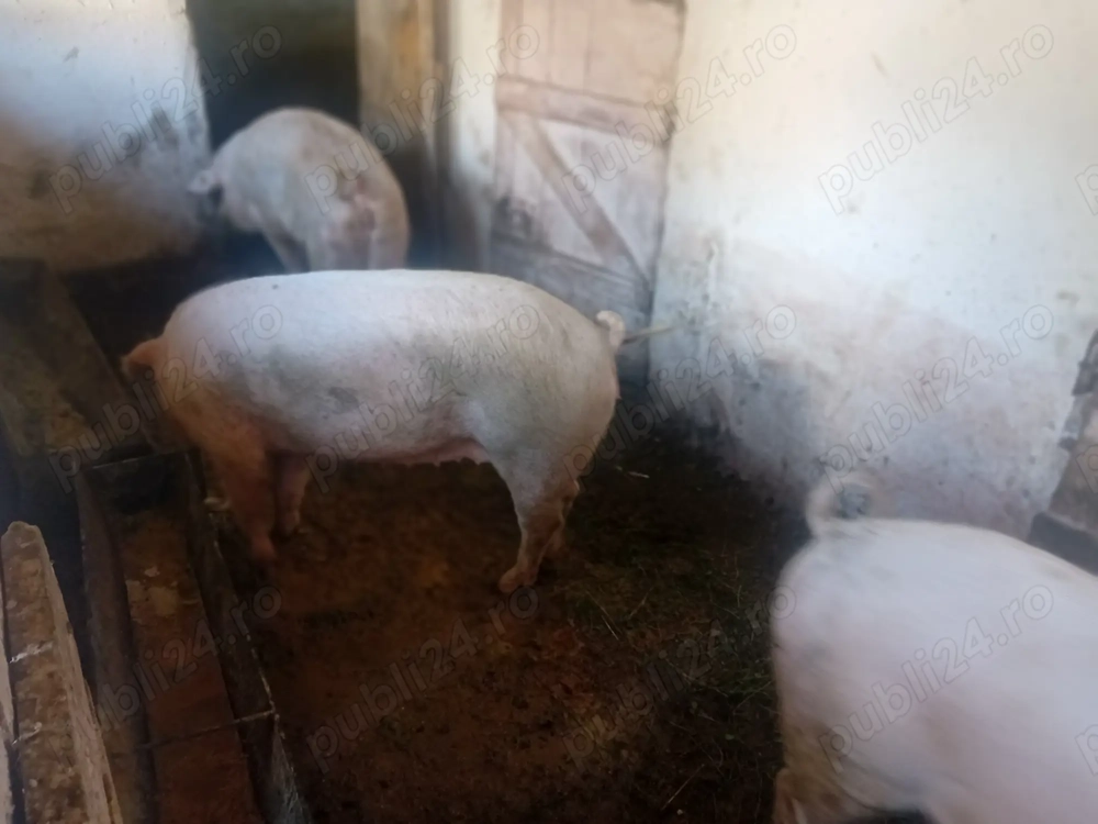 Vand porci Rasa Duroc, Bihor