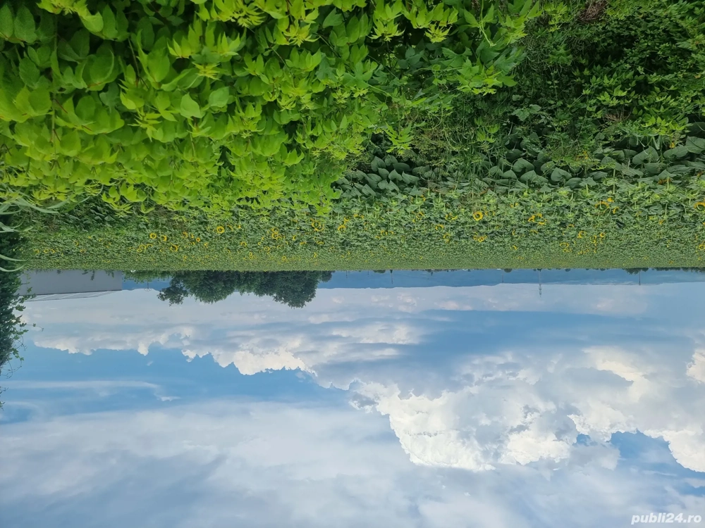 19900 mp teren Letea Veche Bacau