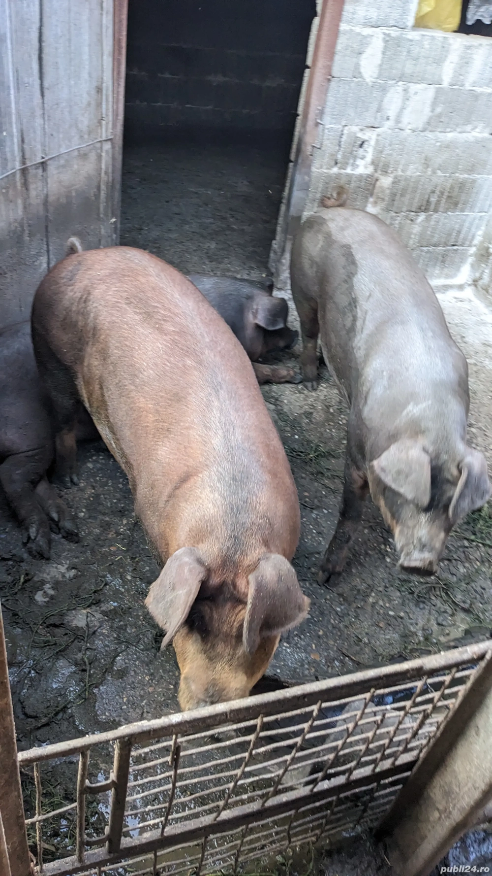 Porc 125-140kg Porc 125-140kg