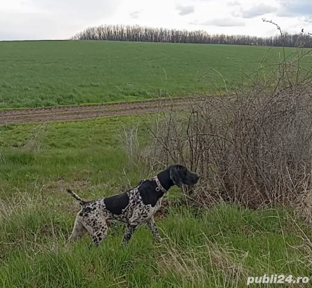  Brac german cu pedigree FCI