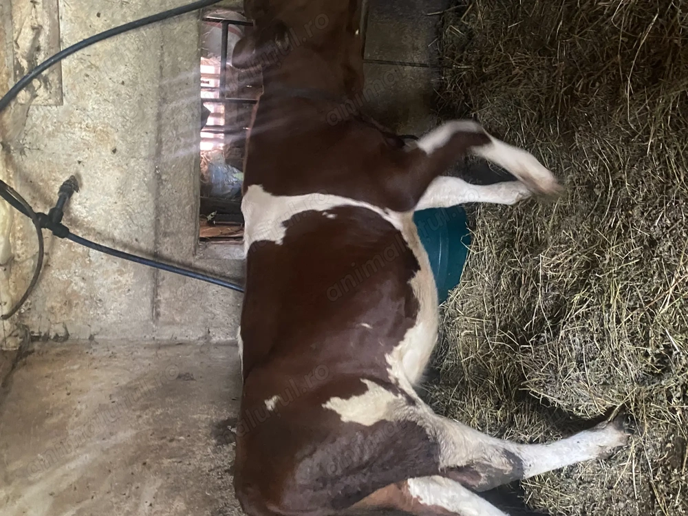 Vitea de vânzare  Vitea de vânzare