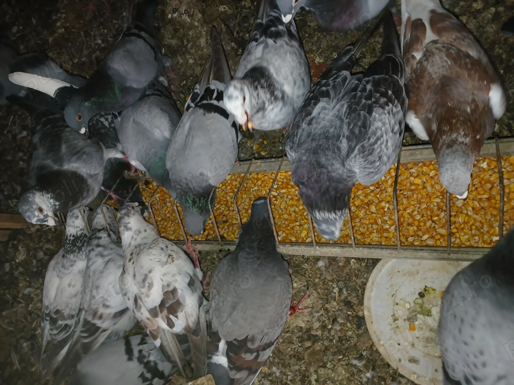 Schimb porumbei voiajori 