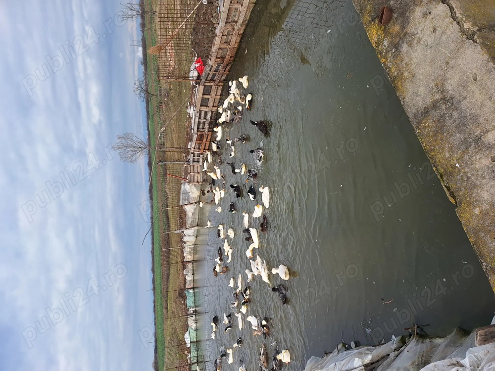 Vand rate romanesti.