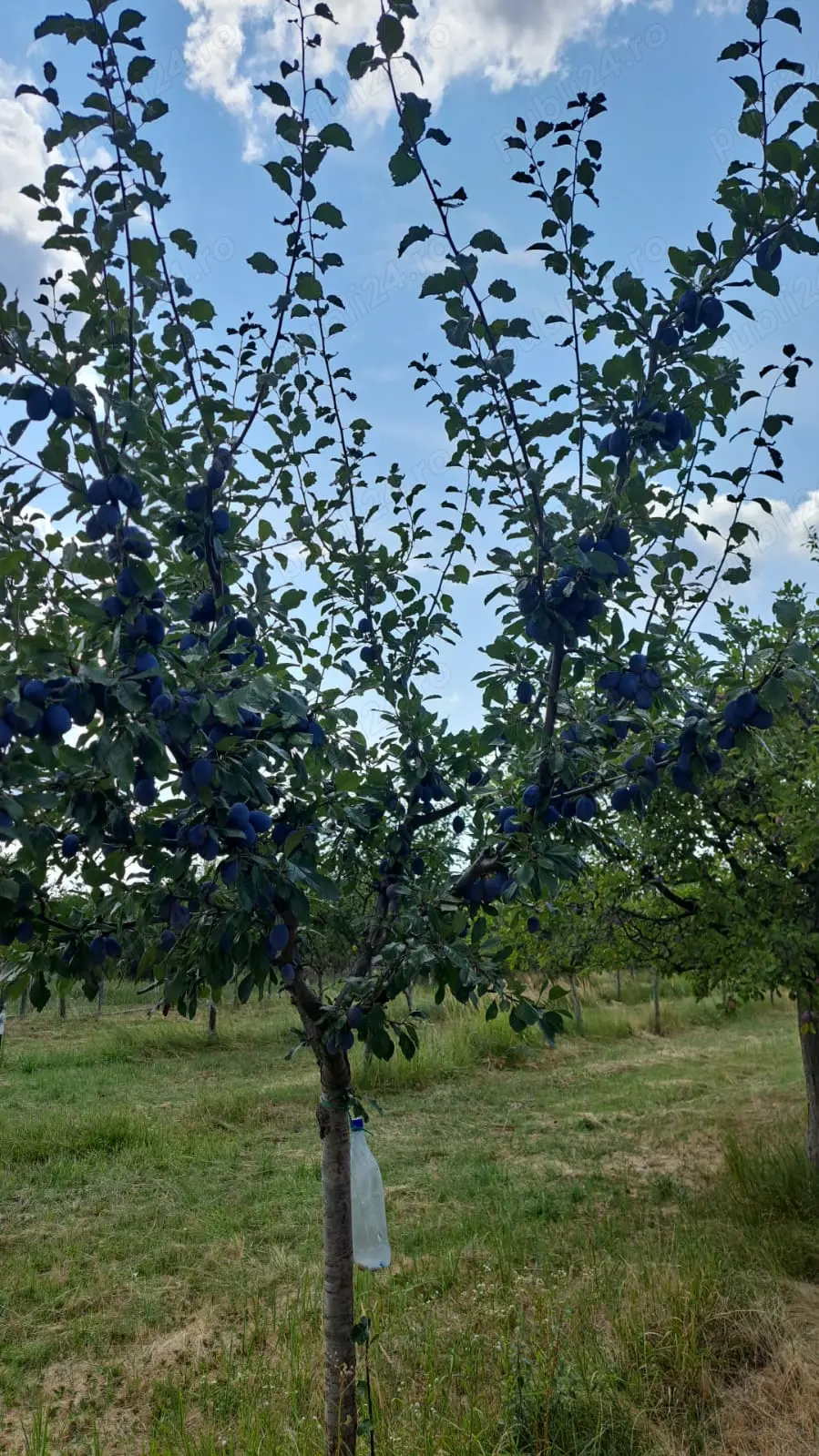 Vindem teren pentru casă și livadă de prun
