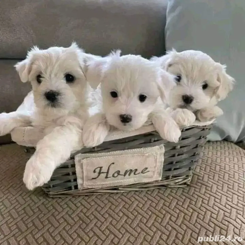Pui de bichon maltez mini toy Pui de bichon maltez mini toy