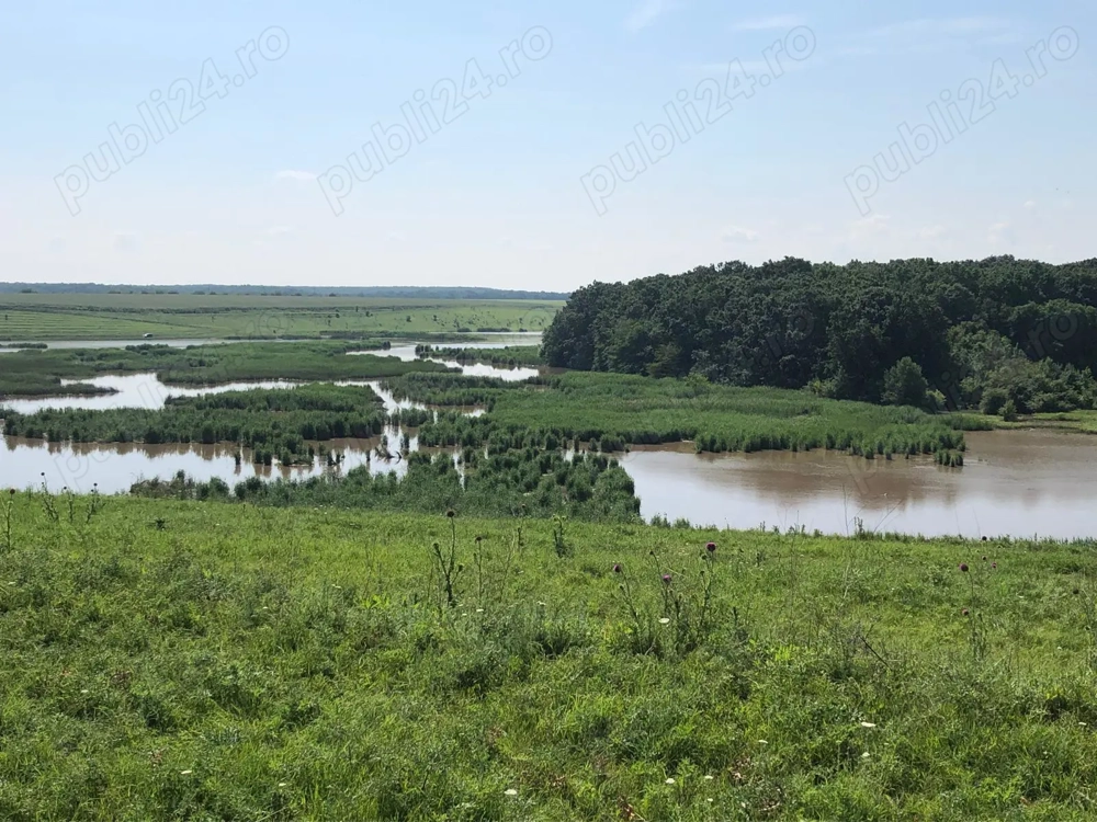 Pădure stejar km 50  București - Alexandria,  6000  ha, 40ha+50ha
