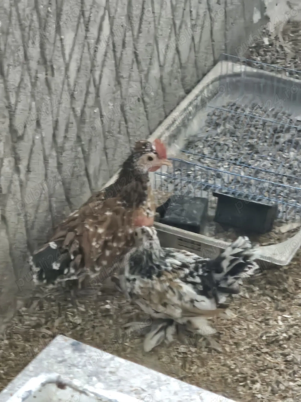 Vand ce se vede  Vand ce se vede