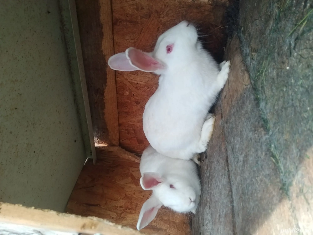 Vând iepuri californieni 