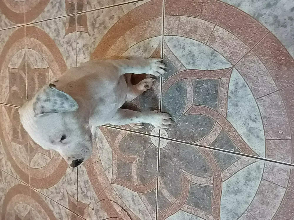 Pui Amstaff american Pui Amstaff american