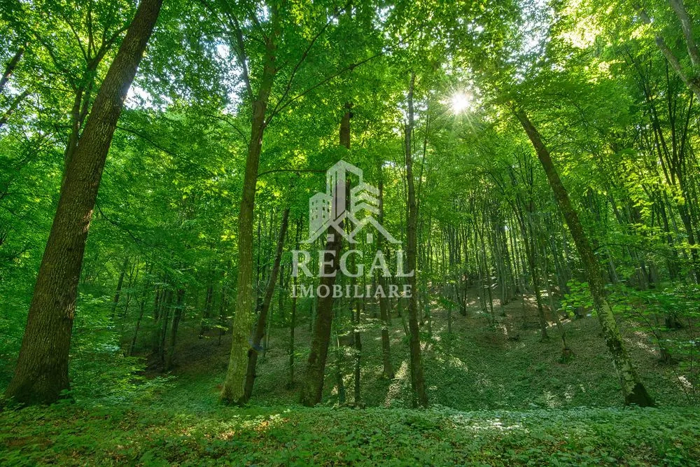 PRET NOU! Teren (padure) intabulat – 11.011 mp în zona Hașdat–Chizid