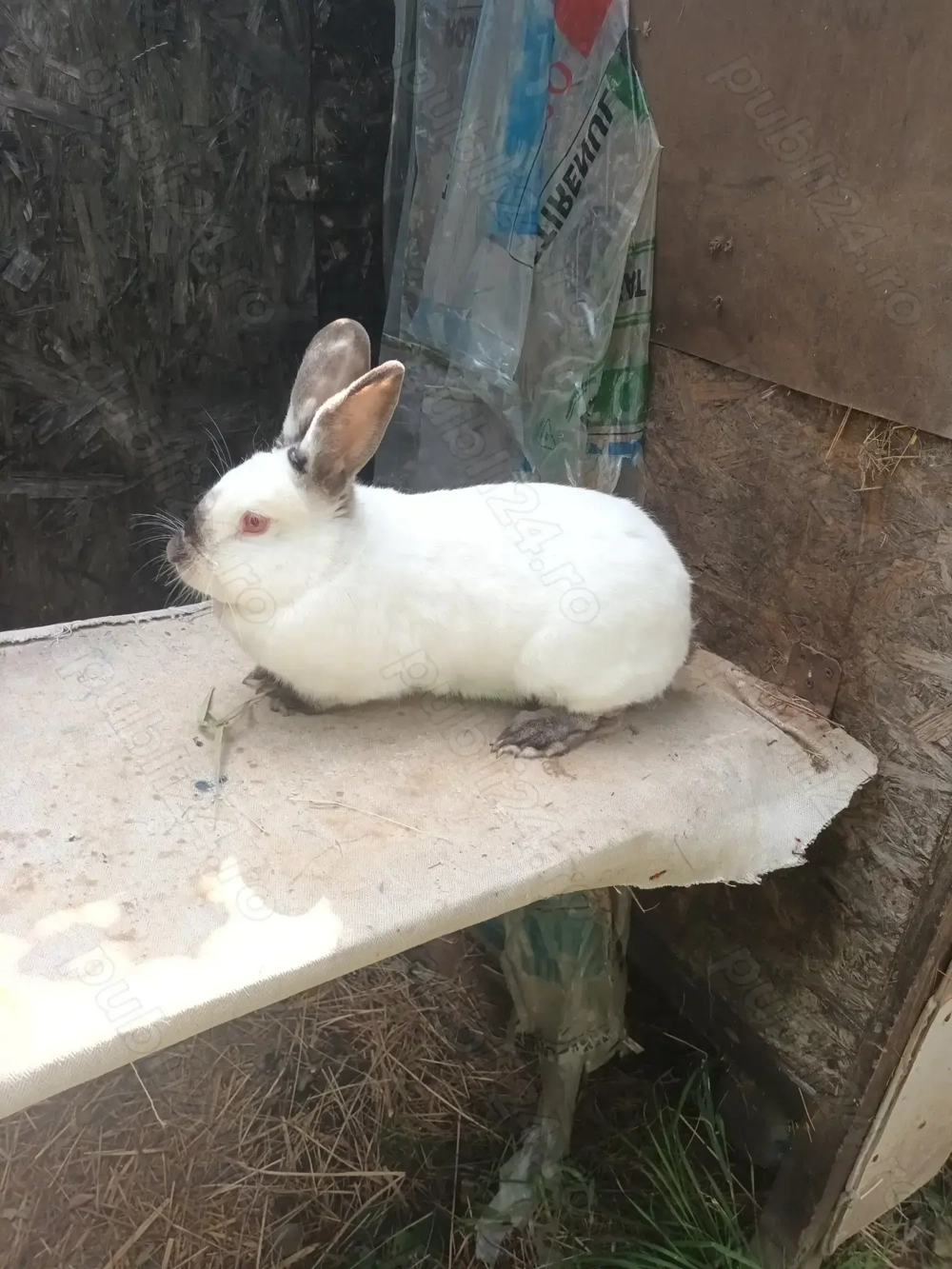 Iepuri  californian  Ph9