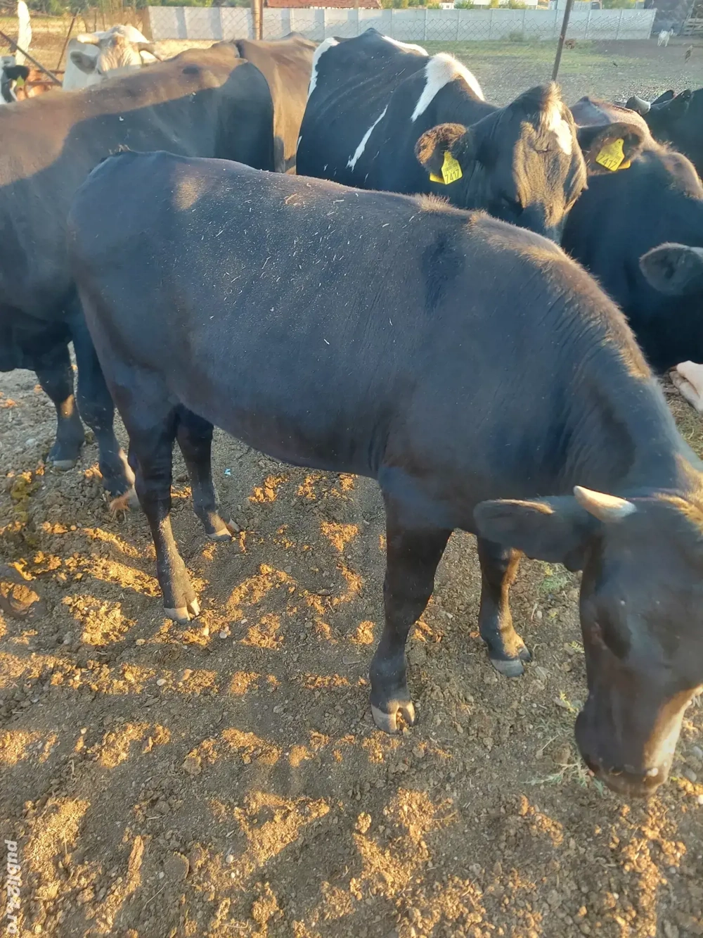 vand viței  vand viței