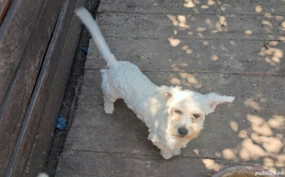 vand bichoni vand bichoni