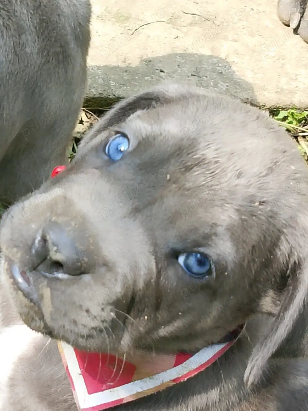 Vand 3 cateluse  pui cane corso Bleu Vand 3 cateluse  pui cane corso Bleu
