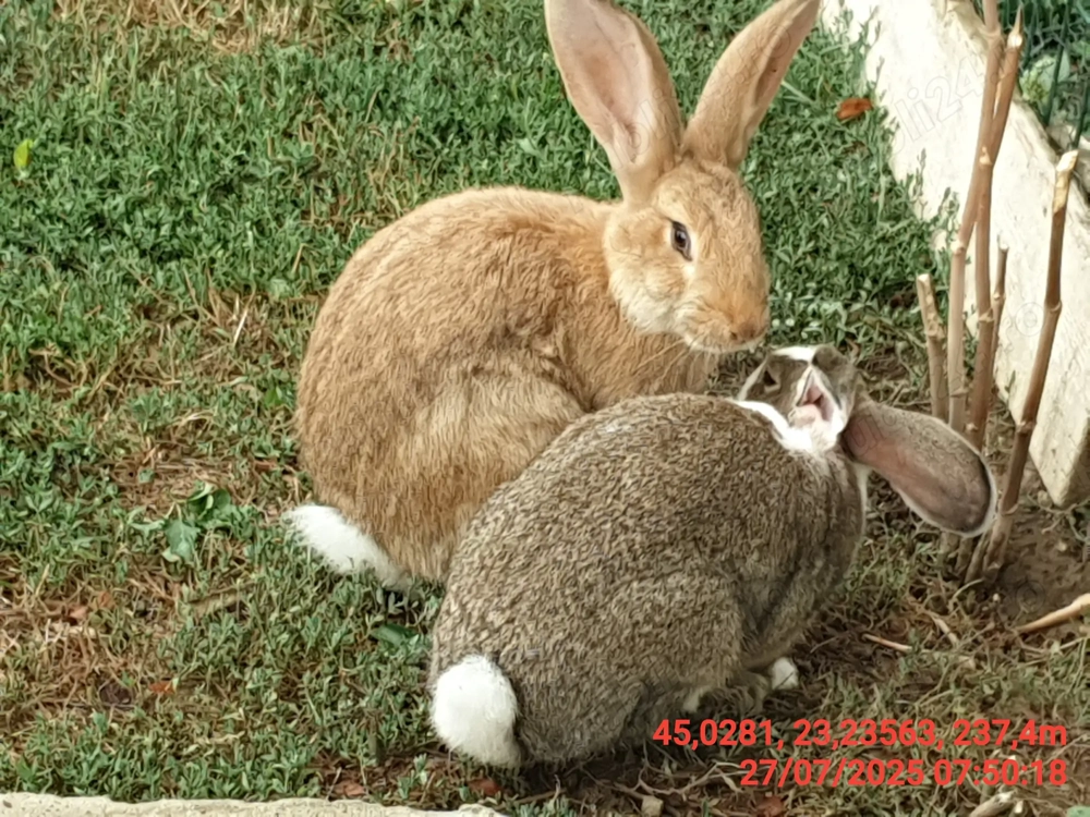 Vând pui iepuri  metis