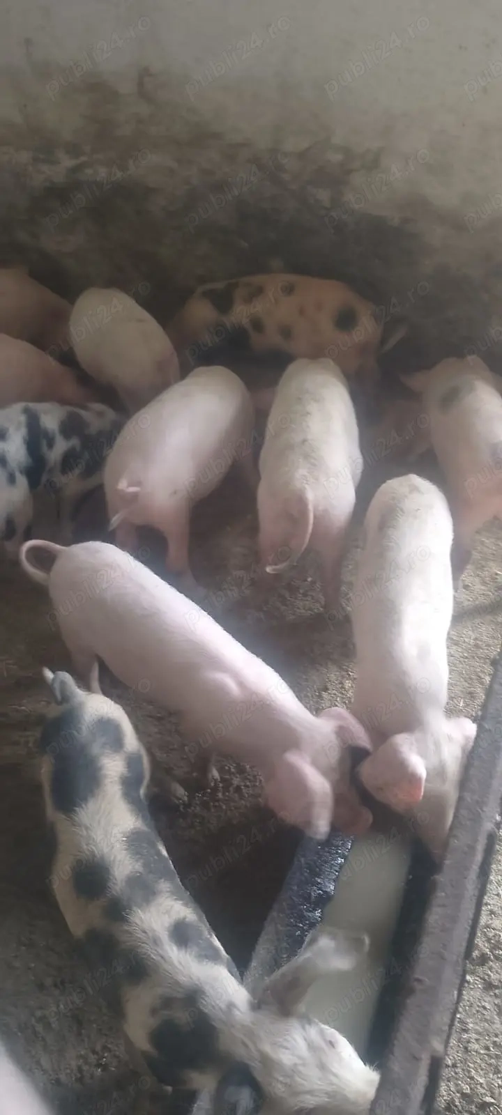 Purcei de vânzare 20-60 kg 