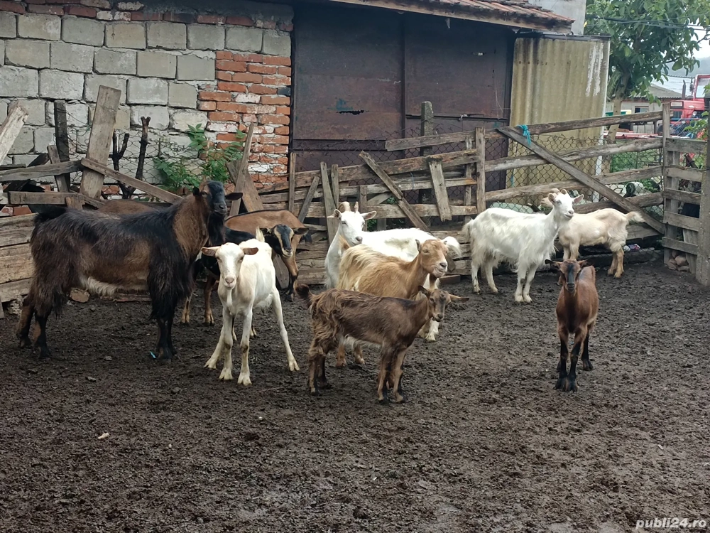 Capre și Iezi de vînzare