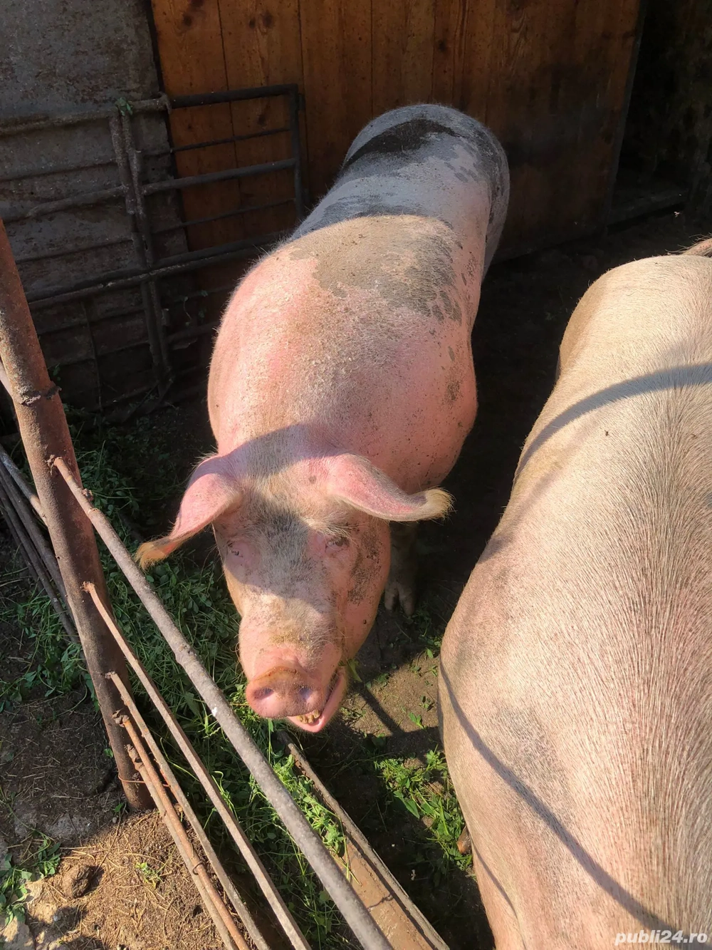 Vand porci  Vand porci