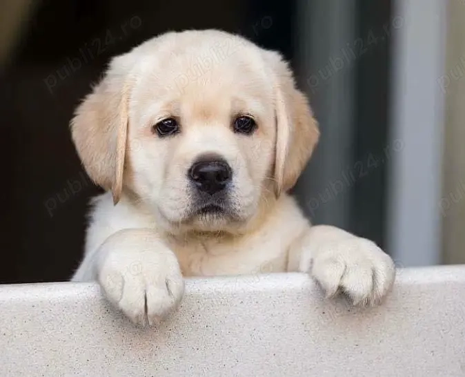 Labrador pui de vânzare-oferte excepționale!