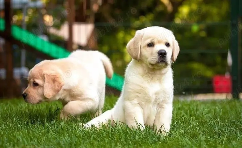 Firma autorizata- Labrador Retriever auriu -linie de Excepție 