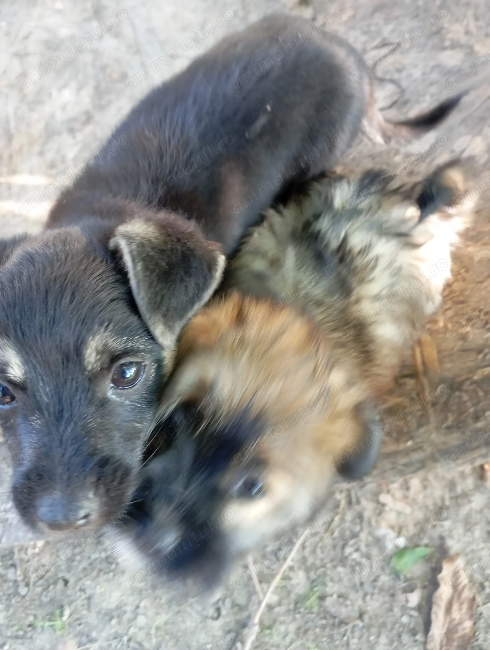 Donez 2 puiți de câine(un metis pechinez și un pechinez simplu)