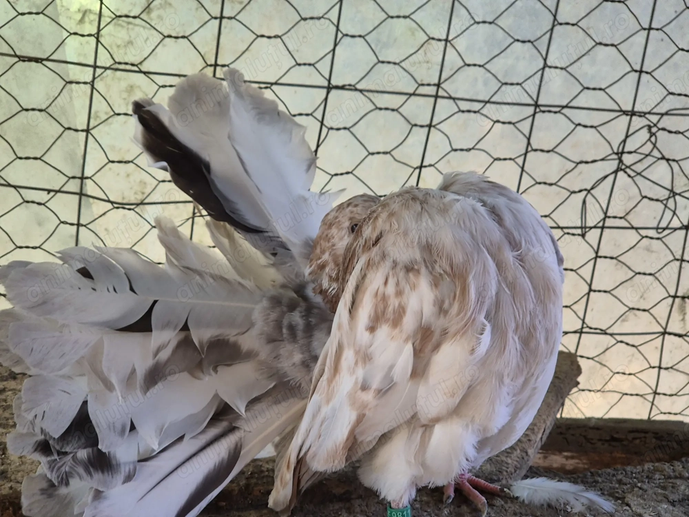 Vând porumbei voltati Vând porumbei voltati