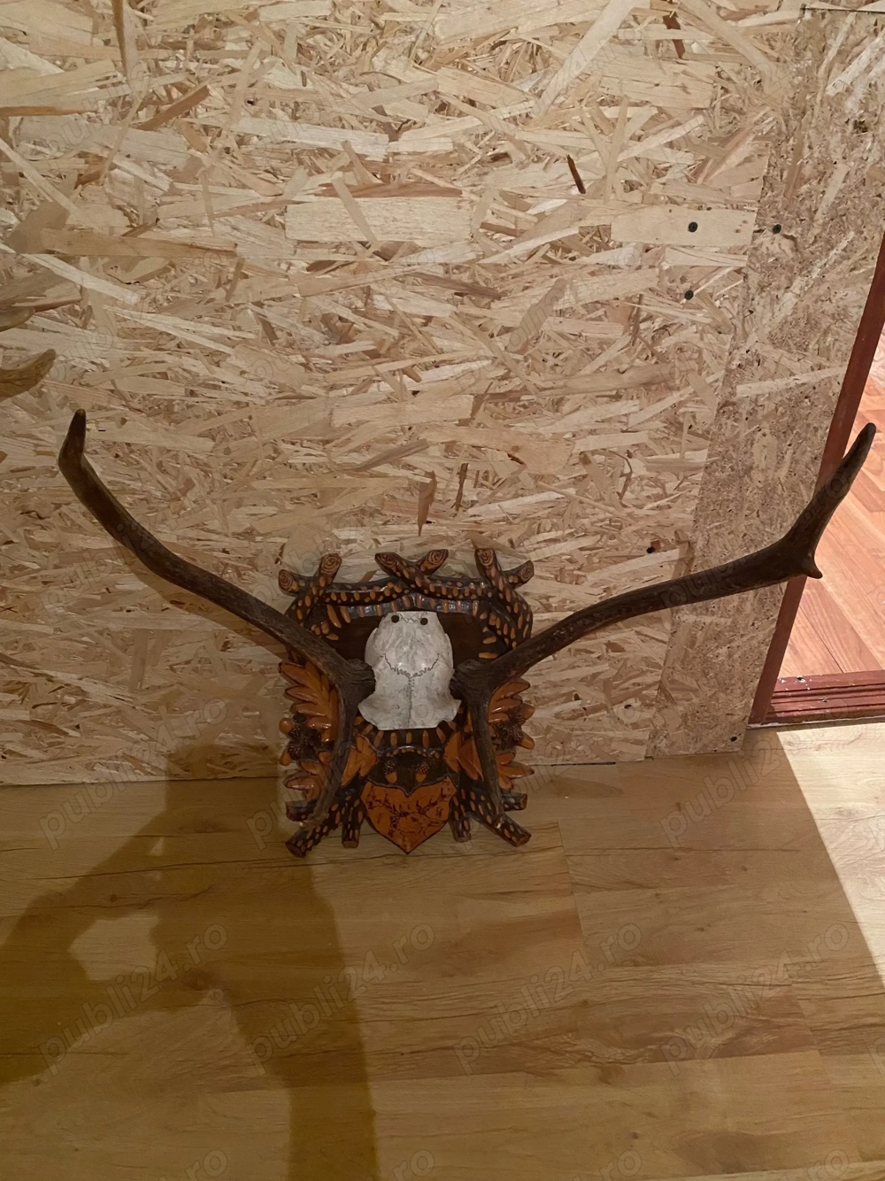 Vând 2 perechi de coarne de cerb cu panoplie