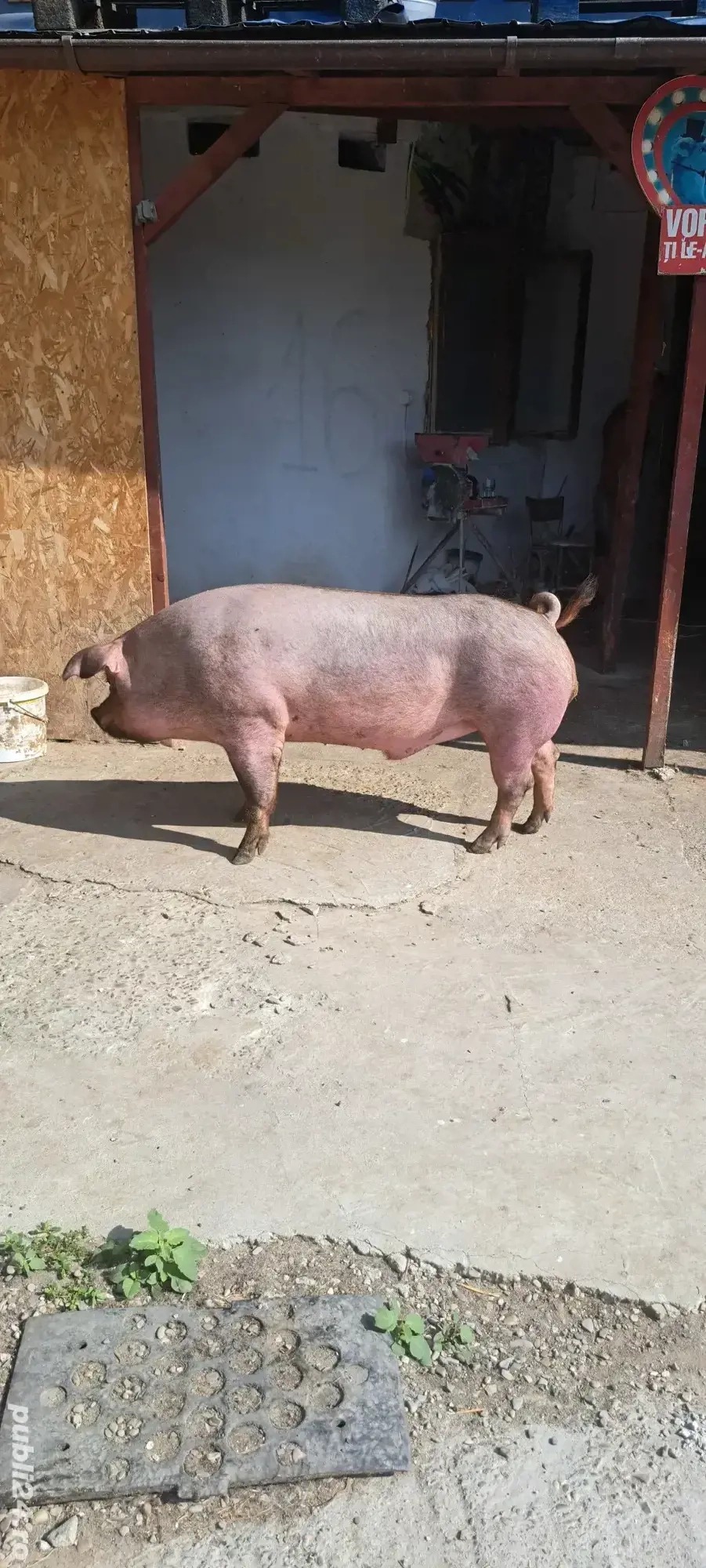 porci mari porci mari
